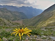 52 Doronicum grandiflorum (Doronico dei macereti) con vista  sulla Valle del Monte Sasso  